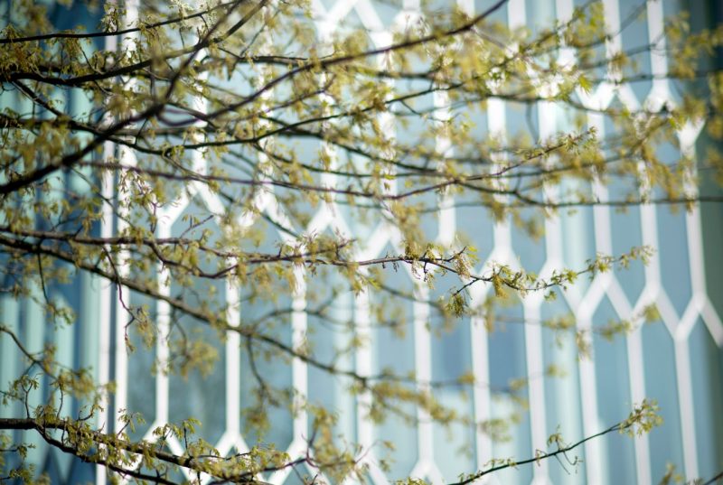 campus scenic photo of the Moss Art Center windows seen through spring branches